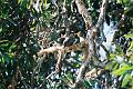 Noisy Miner nest, Red Rock F1000034